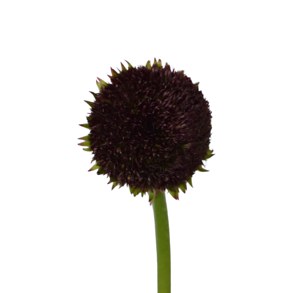 Mini Gerbera Marimo Dark — wholesale