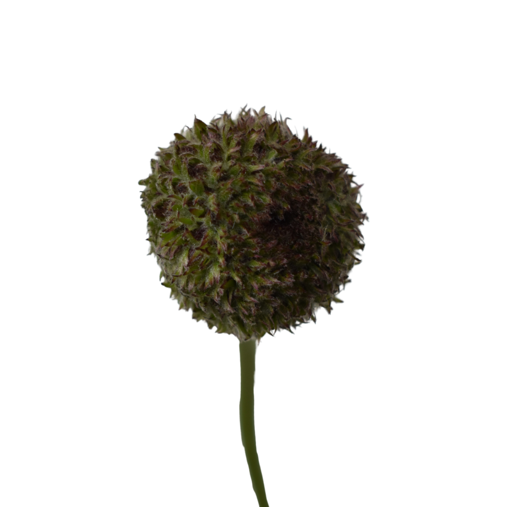Mini Gerbera Marimo Green — wholesale