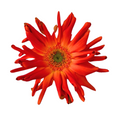 Mini Gerbera Marinara — wholesale
