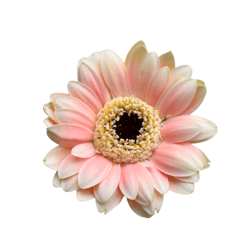 Mini Gerbera Moara — wholesale
