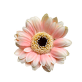 Mini Gerbera Moara — wholesale