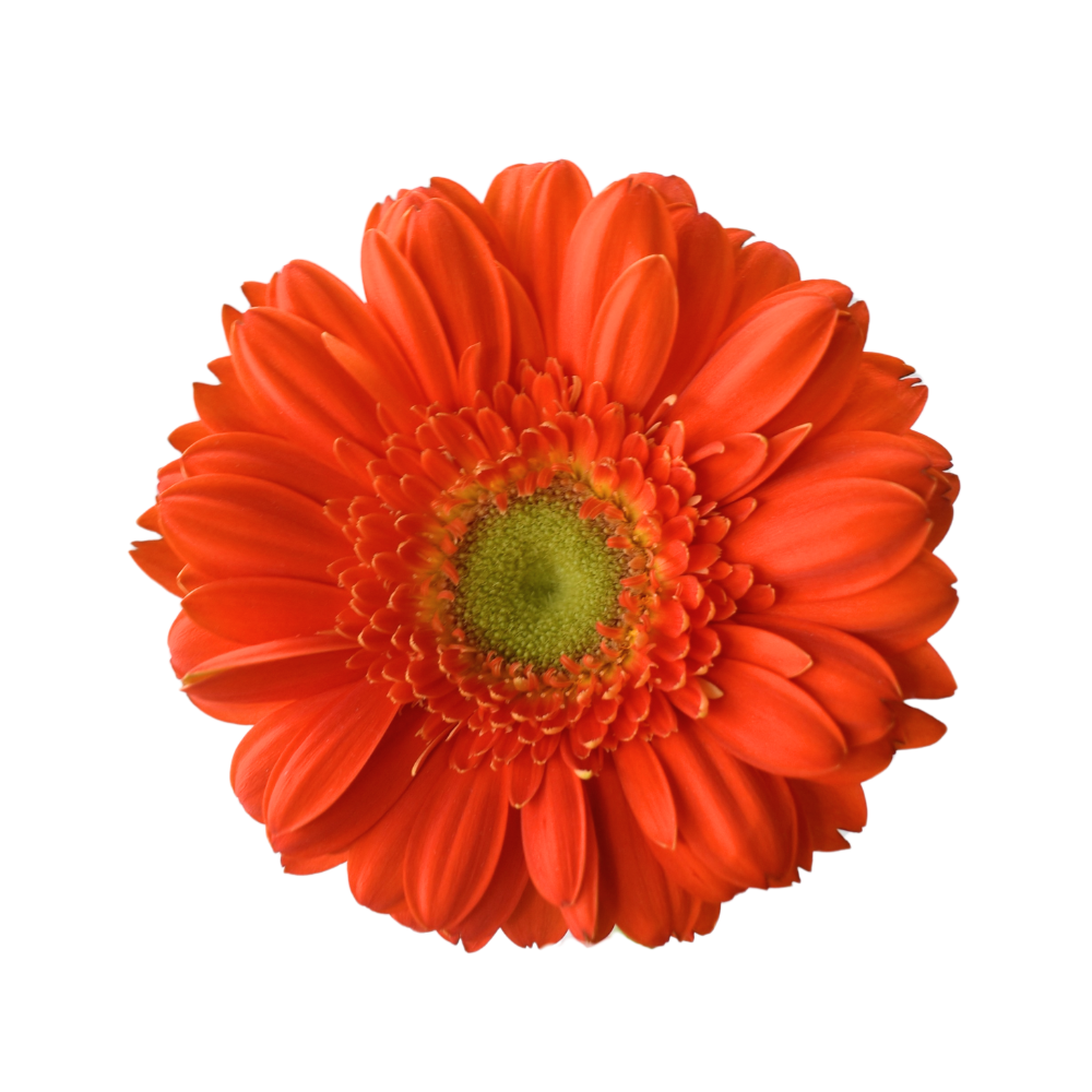 Mini Gerbera Monza — wholesale