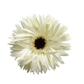Mini Gerbera Noble — wholesale