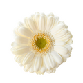 Mini Gerbera Opus — wholesale roses