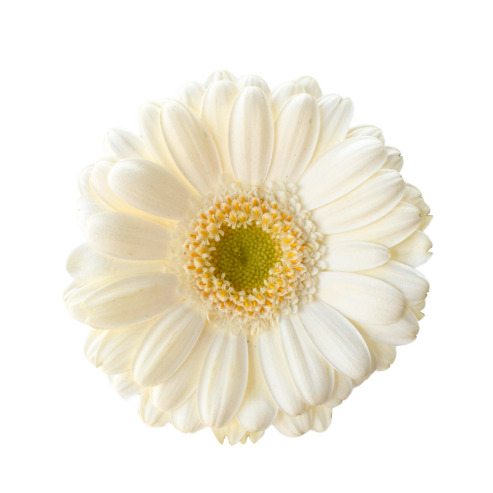 Mini Gerbera Opus — wholesale roses