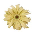 Mini Gerbera Pasta Carbonara — wholesale roses