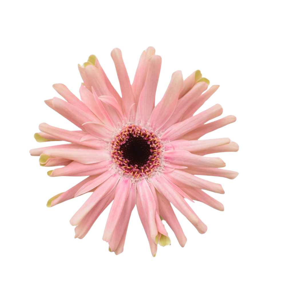 Mini Gerbera Pastini Pesaro — wholesale roses