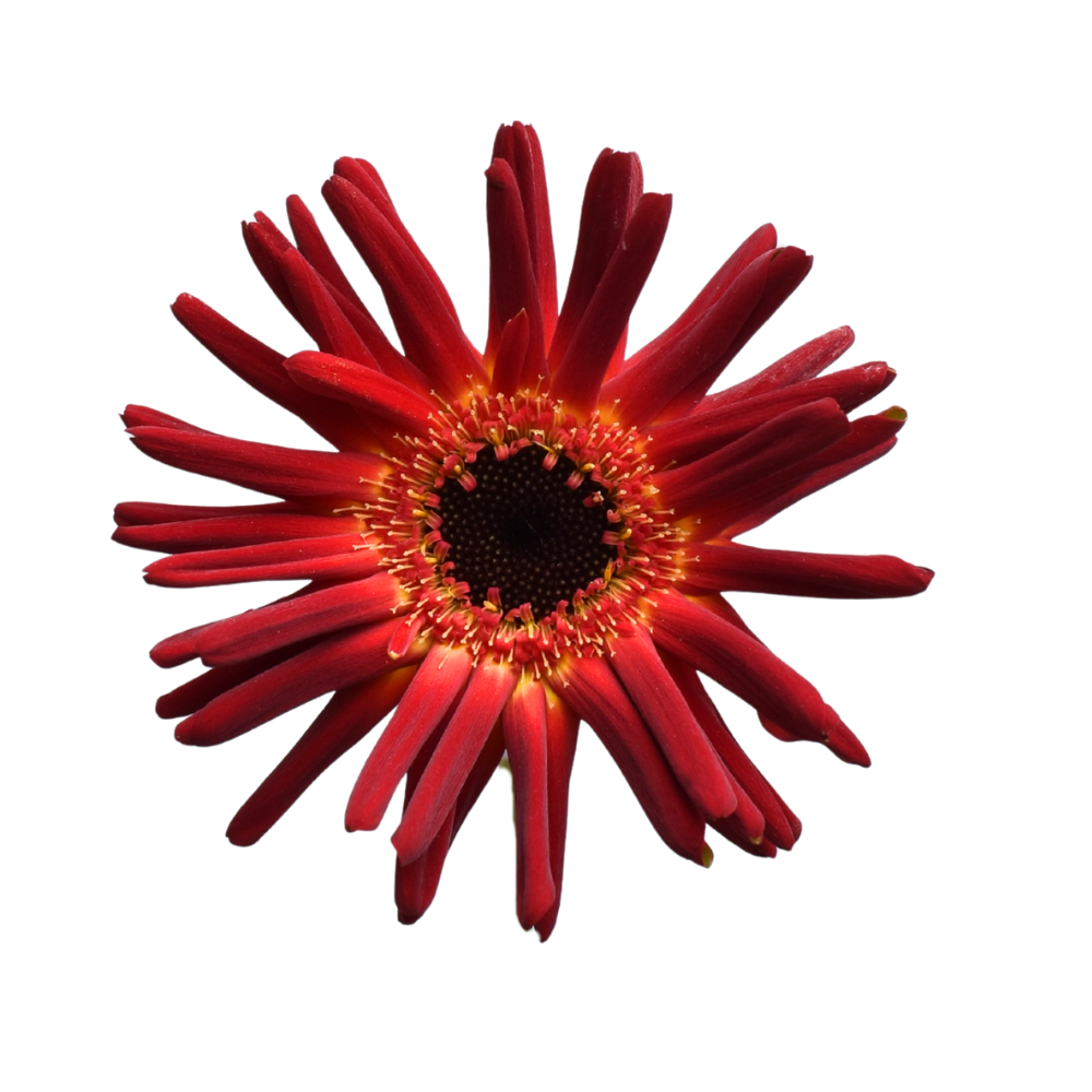 Mini Gerbera Pastini Soiree — wholesale