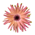 Mini Gerbera Pastini Vittoria — wholesale roses