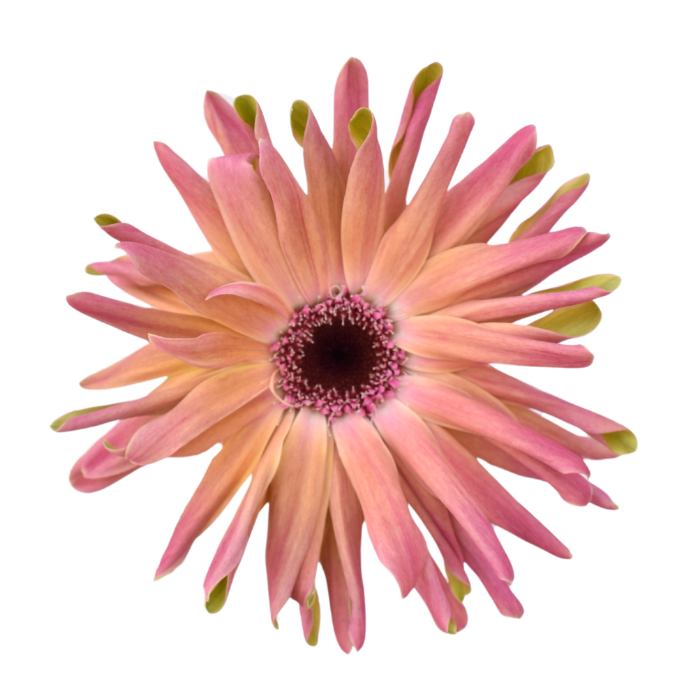 Mini Gerbera Pastini Vittoria — wholesale roses