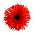 Mini Gerbera Spider Praise — wholesale roses