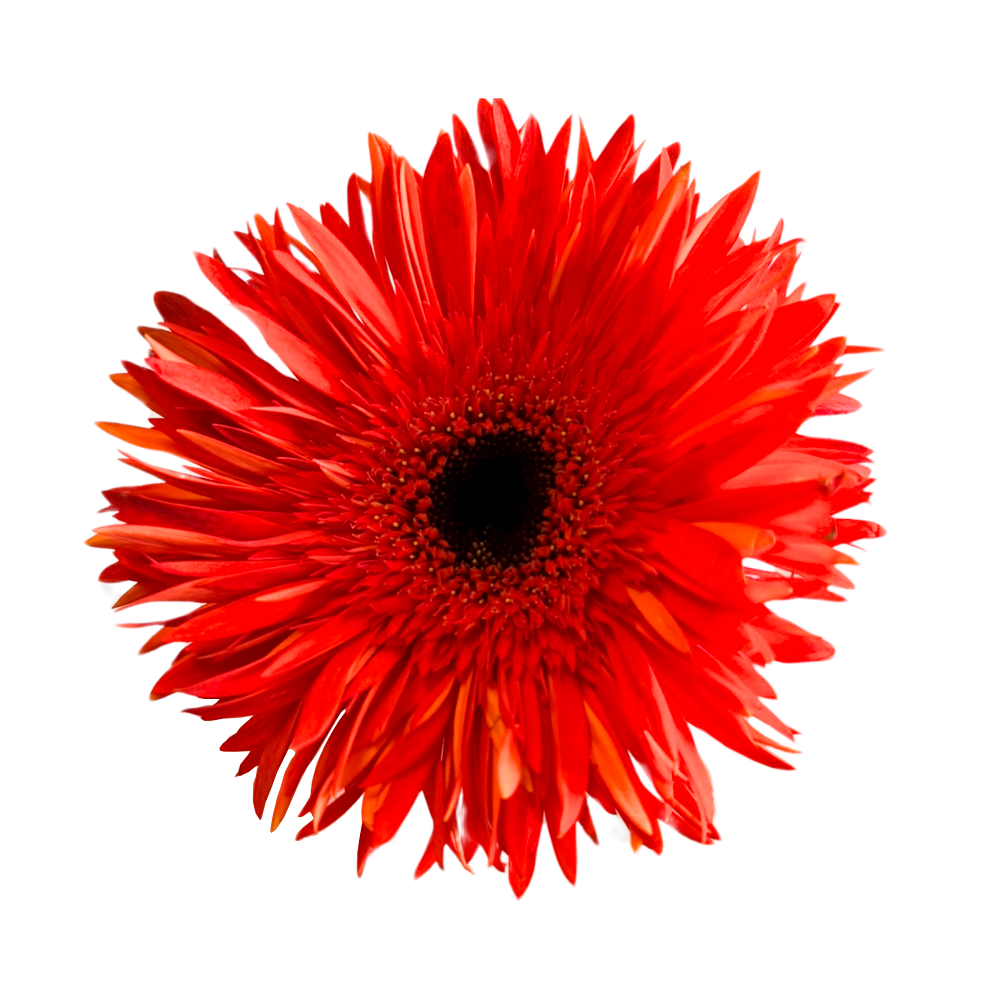 Mini Gerbera Spider Praise — wholesale roses