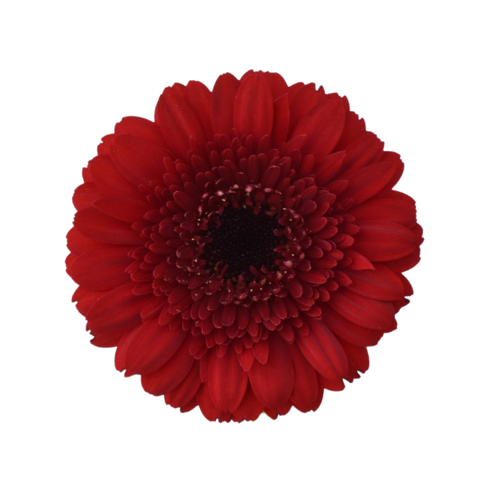 Mini Gerbera Velluto — wholesale