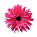 Mini Gerbera Spider Score — wholesale