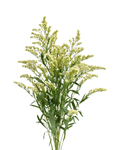 Moonlight Glory Solidago — wholesale