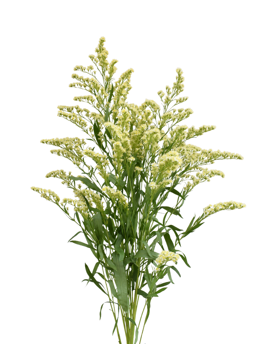 Moonlight Glory Solidago — wholesale