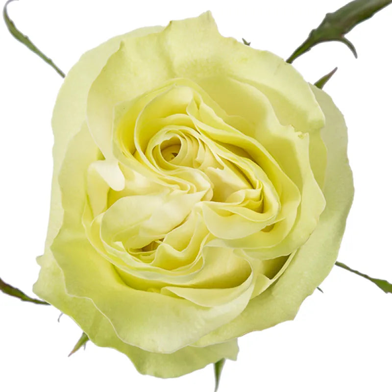 Moonstone Rose