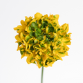Merlino Ranunculus — wholesale