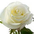 Mia Rose, wholesale white roses