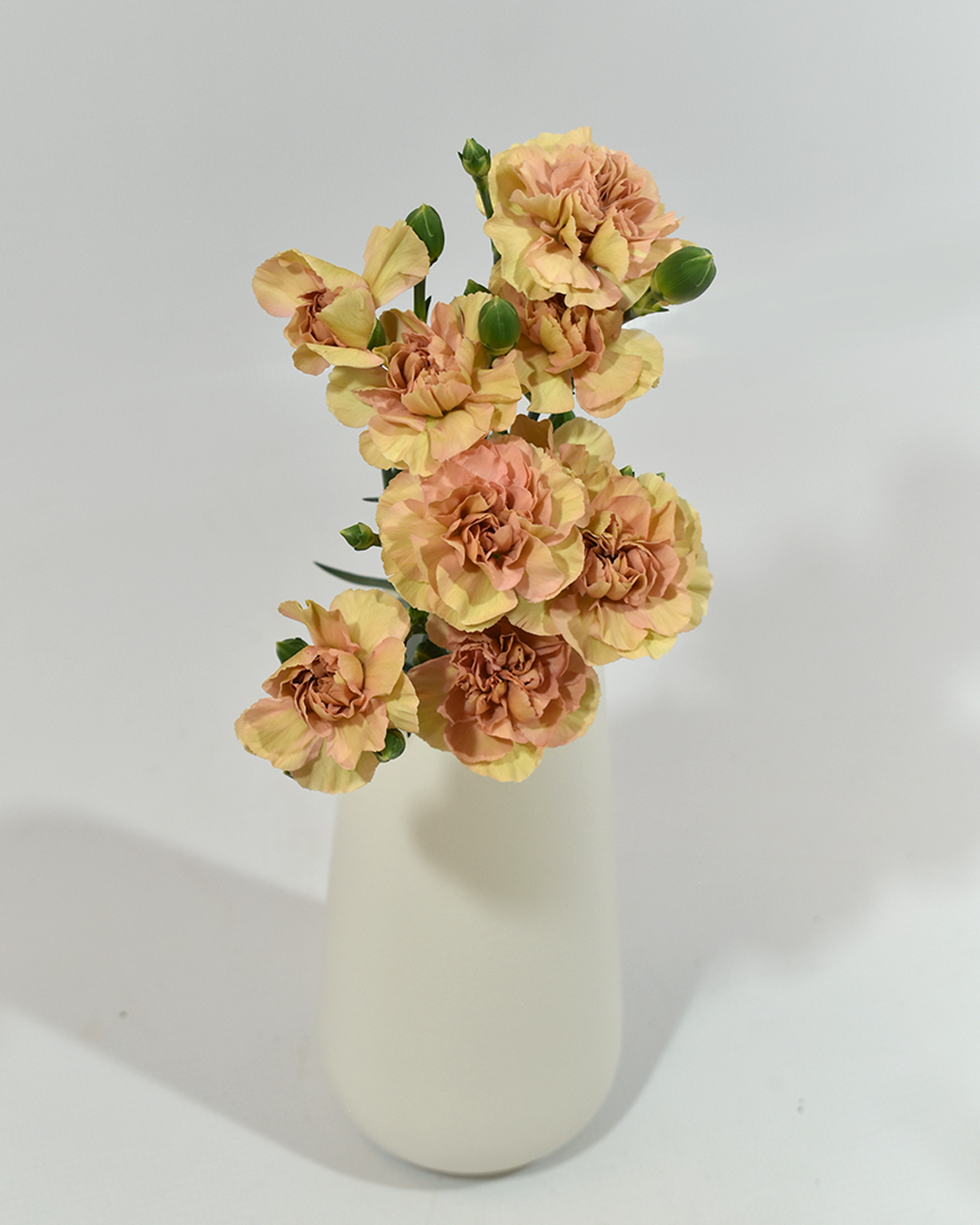 Mini Carnation Canela — wholesale