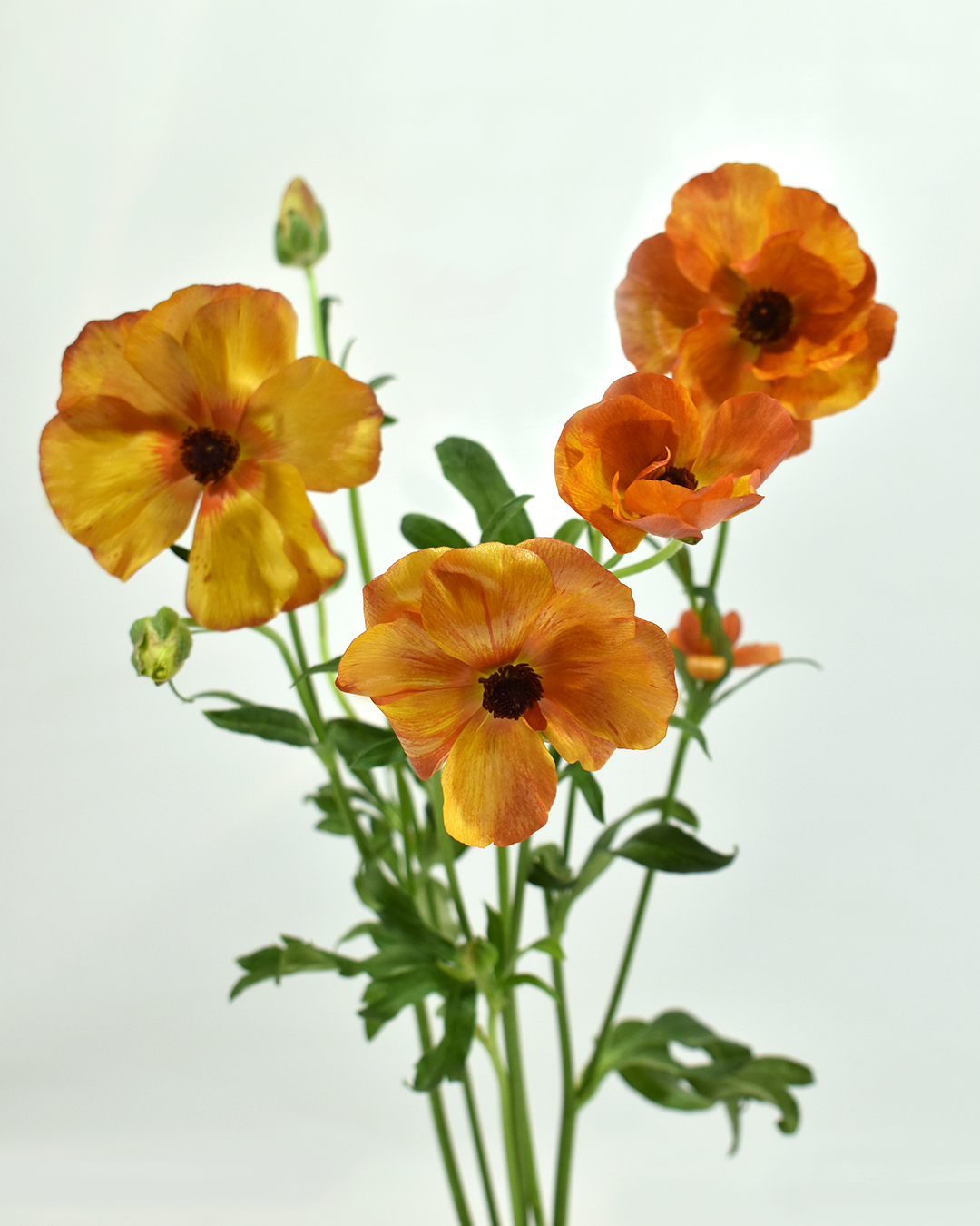 Minoan O Ranunculus — wholesale