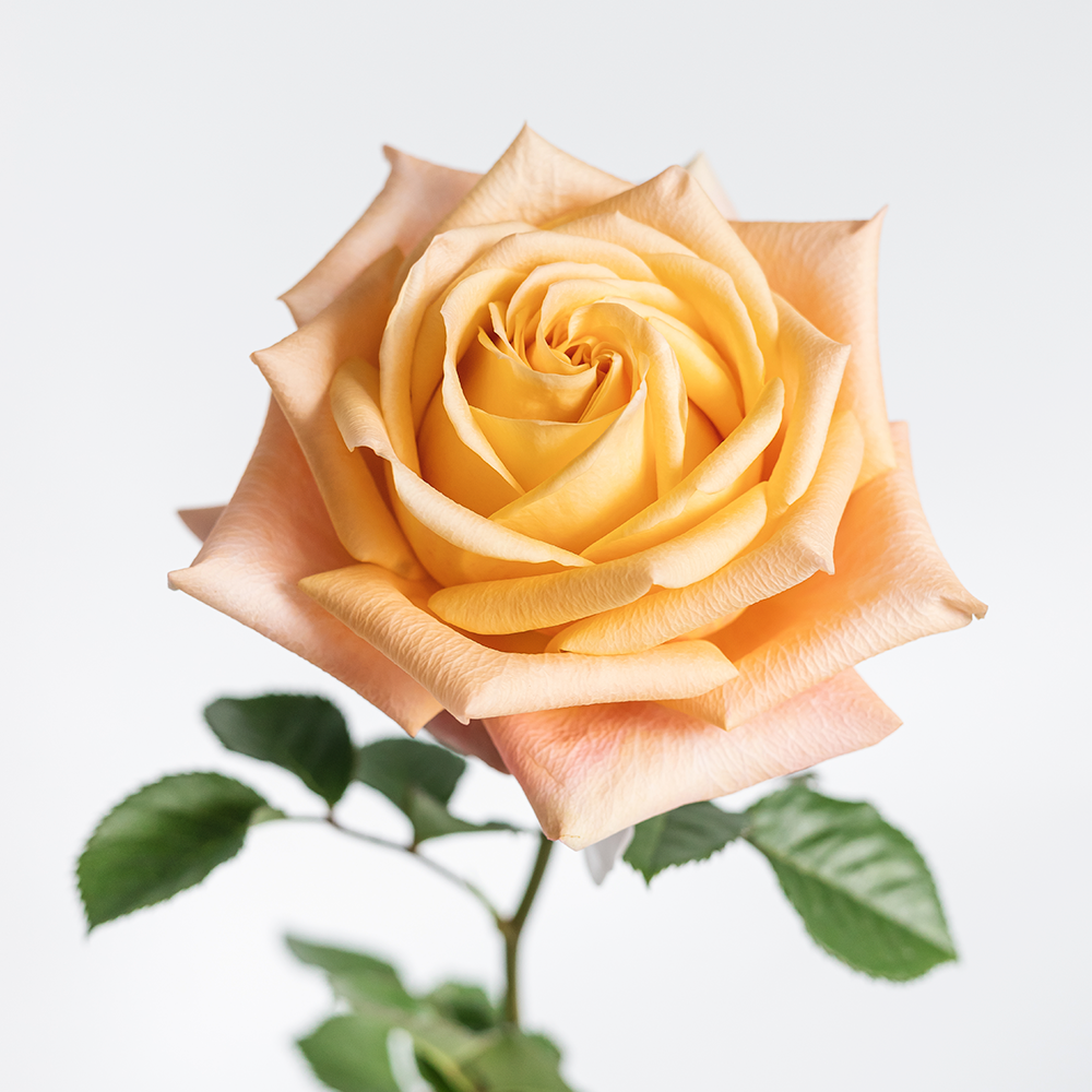 Nadia — wholesale roses