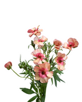 Natura Moderna Alegria Ranunculus — wholesale