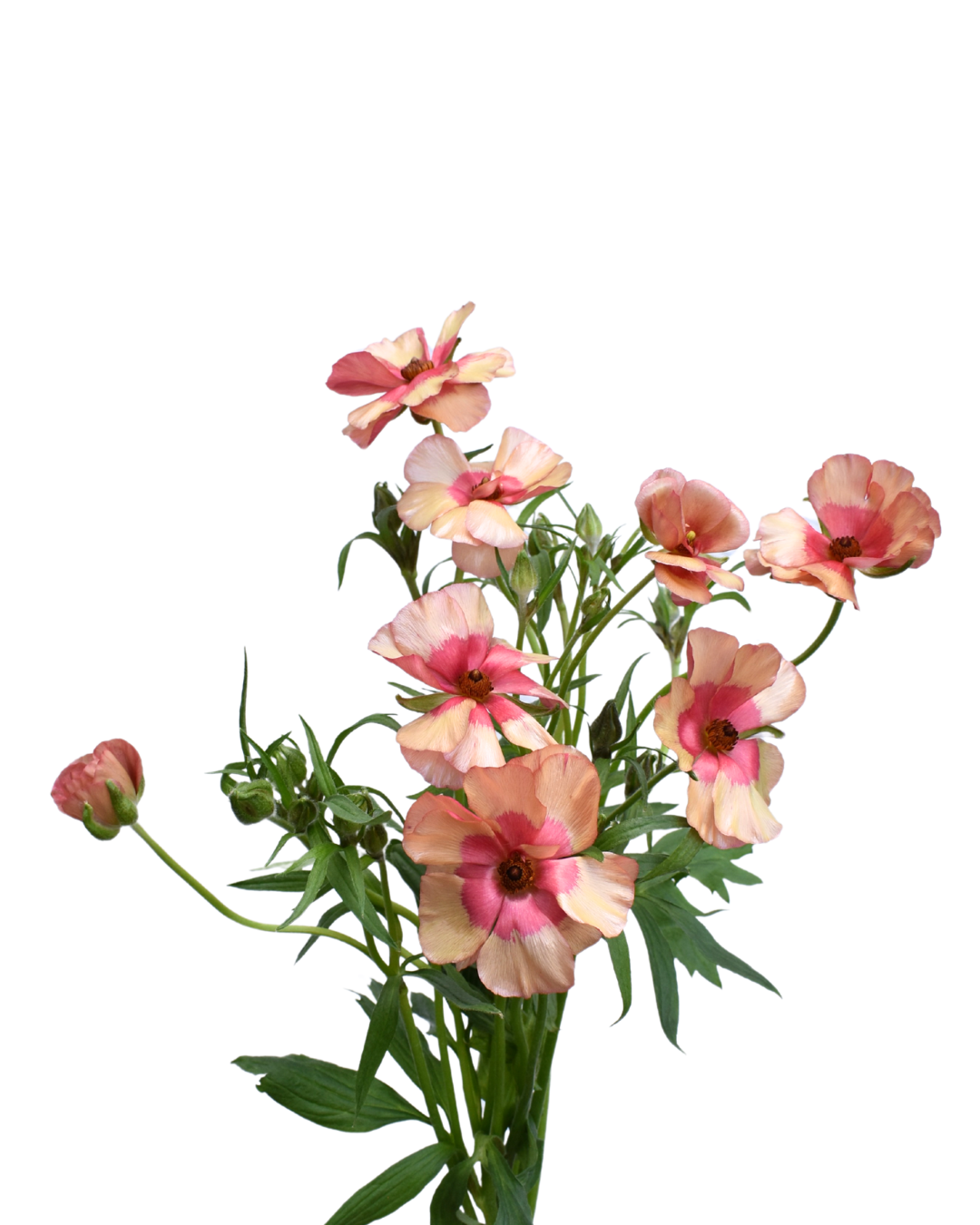 Natura Moderna Alegria Ranunculus — wholesale