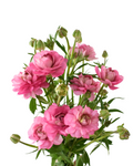 Natura Moderna Dolce Ranunculus — wholesale
