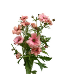 Natura Moderna Energia Ranunculus — wholesale