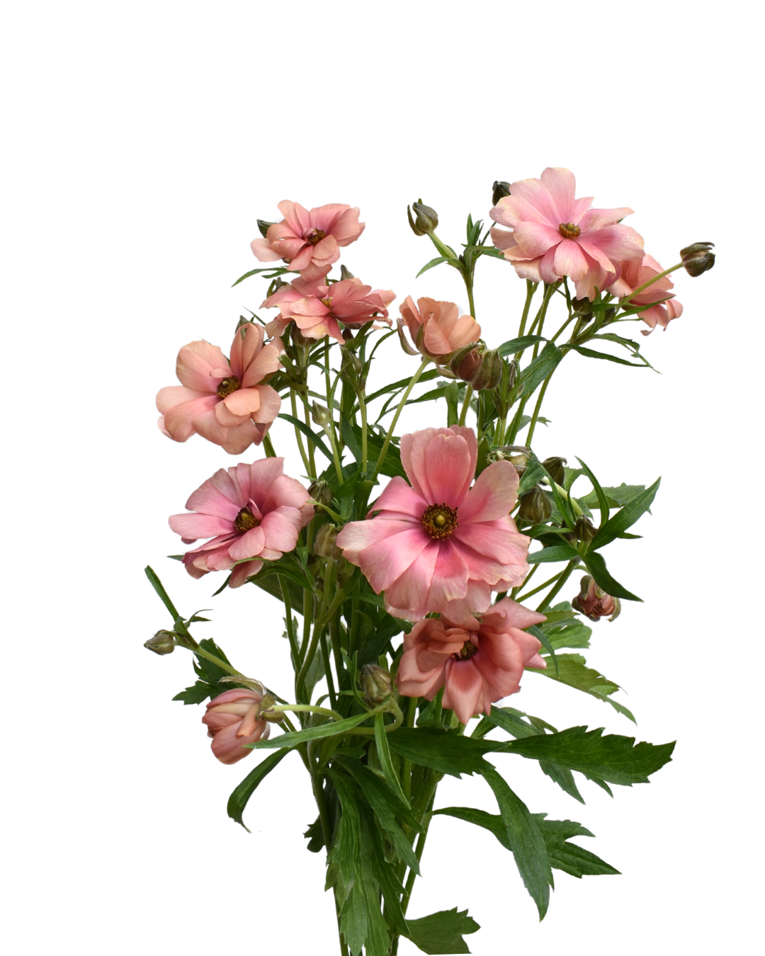 Natura Moderna Energia Ranunculus — wholesale