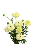 Natura Moderna Limoncello Ranunculus — wholesale
