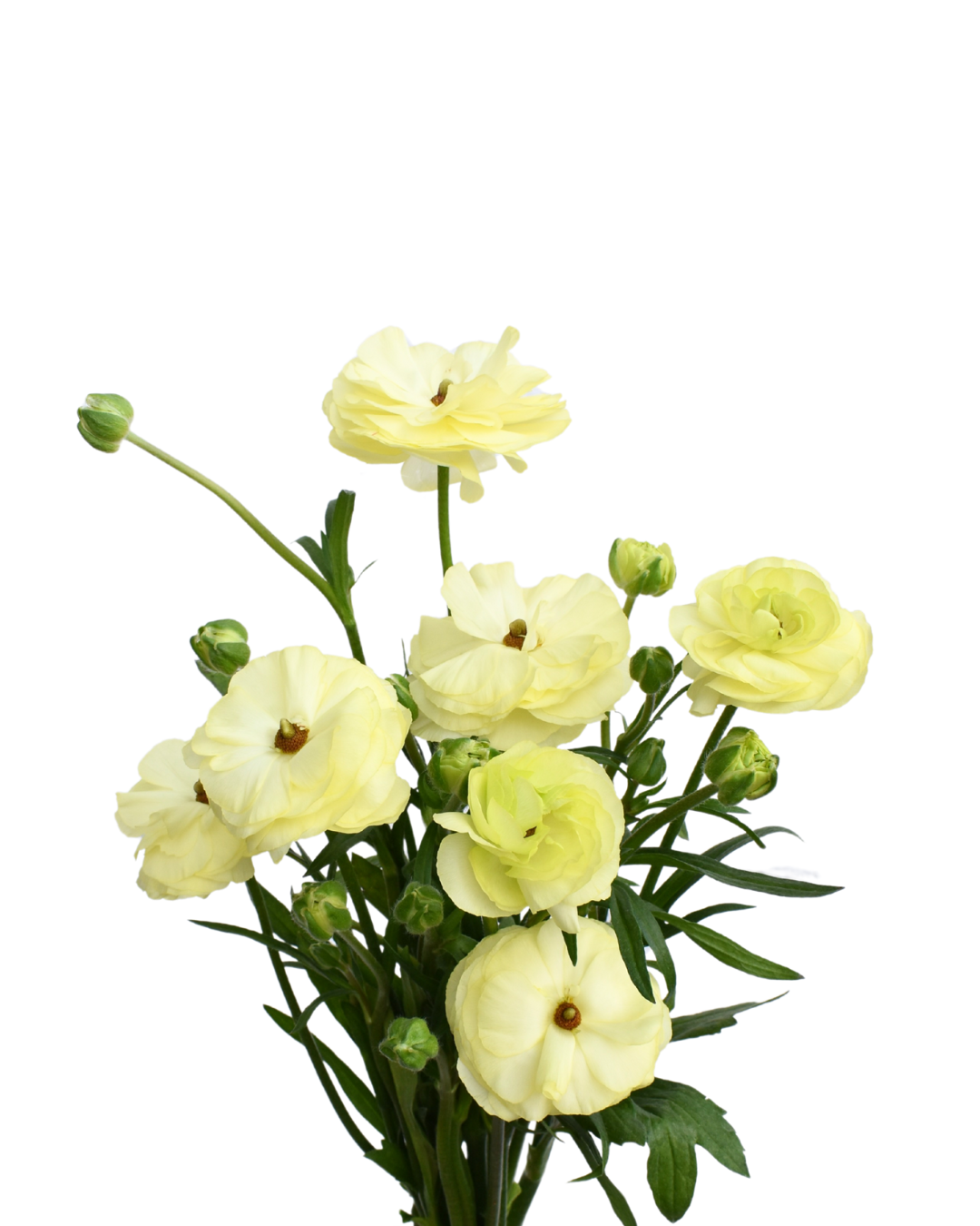 Natura Moderna Limoncello Ranunculus — wholesale
