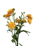 Natura Moderna Mustard Ranunculus — wholesale