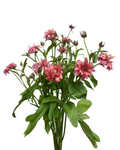 Natura Moderna Vega — wholesale roses