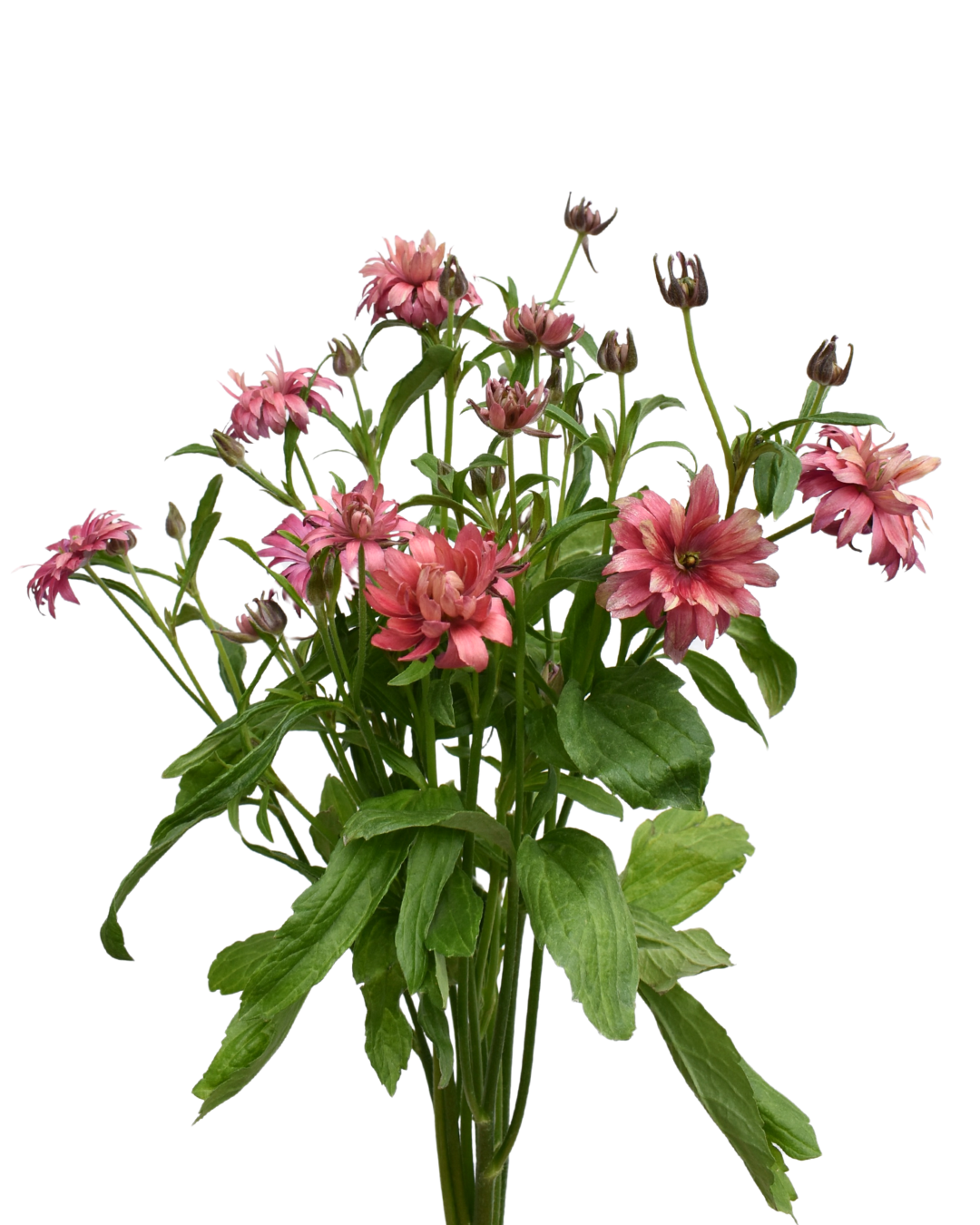Natura Moderna Vega — wholesale roses