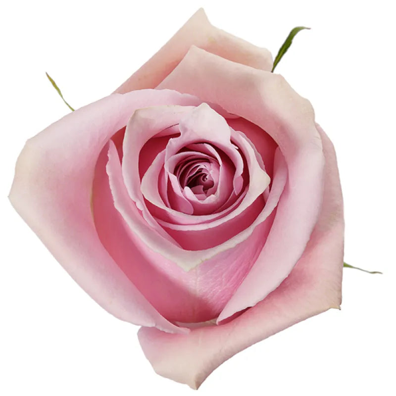 Nautica Rose