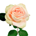 New Emotion — wholesale roses