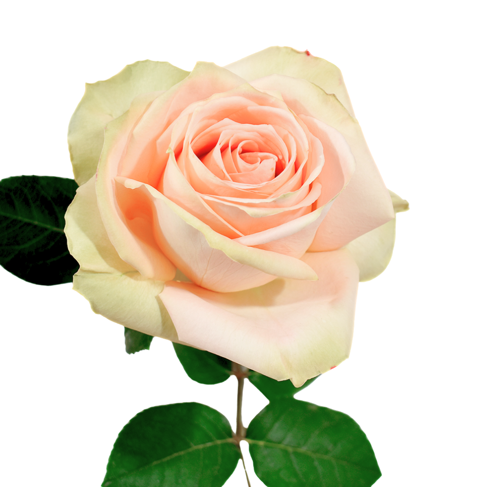 New Emotion — wholesale roses