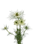 Nigella All White — wholesale