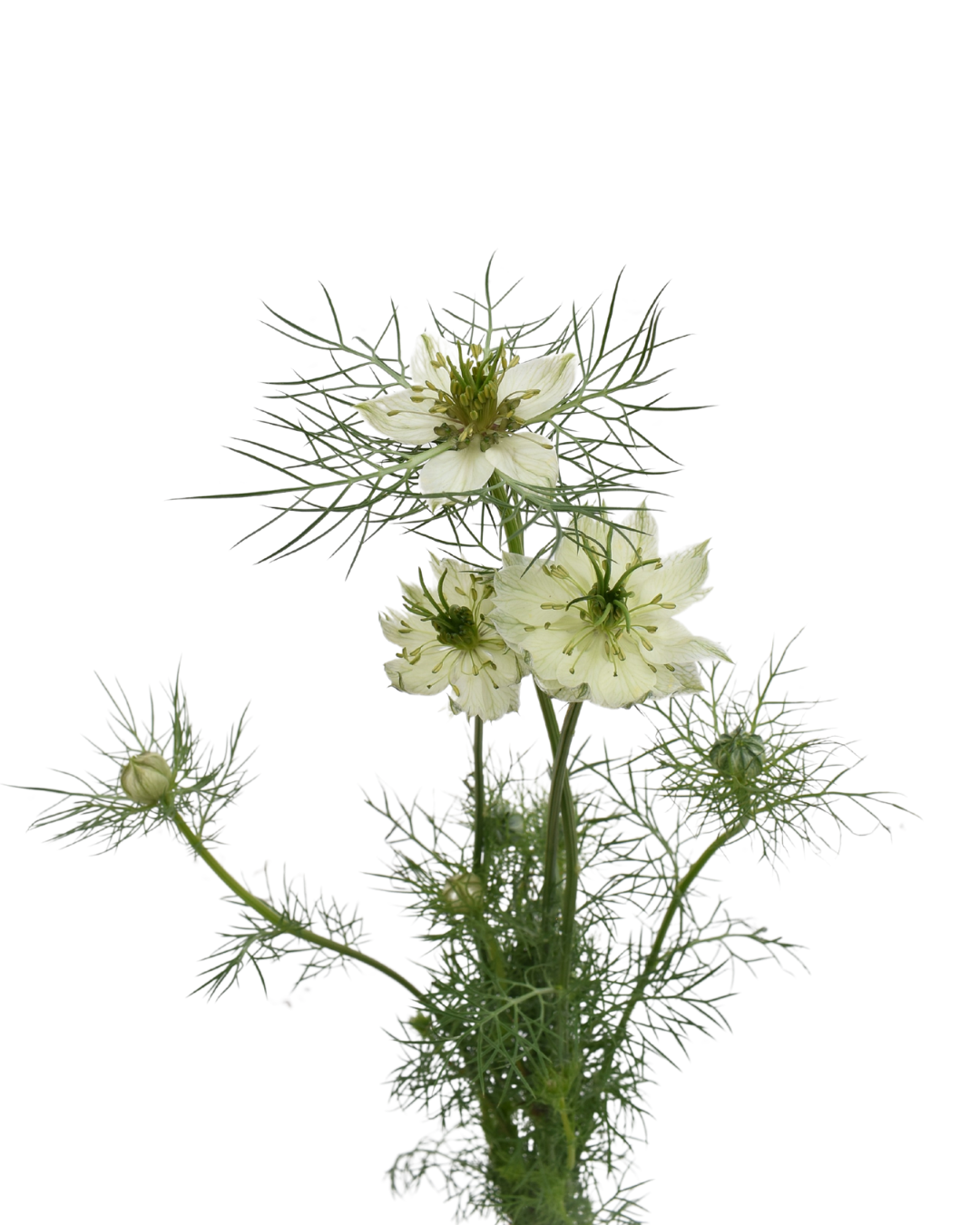 Nigella All White — wholesale