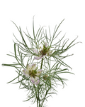 Nigella Rose — wholesale