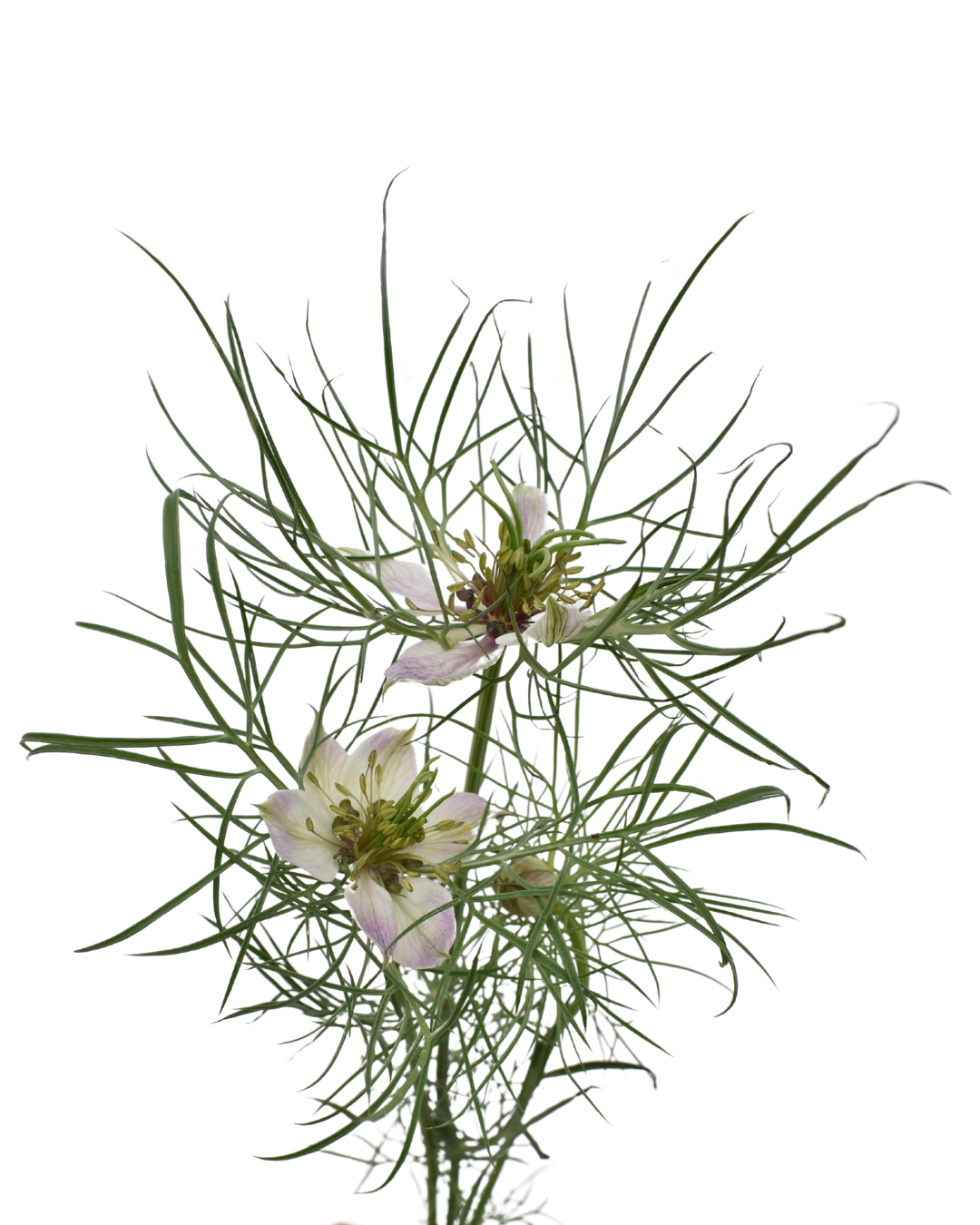 Nigella Rose — wholesale