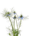 Nigella Sky Blue — wholesale
