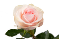 Novia Rose, wholesale light pink roses