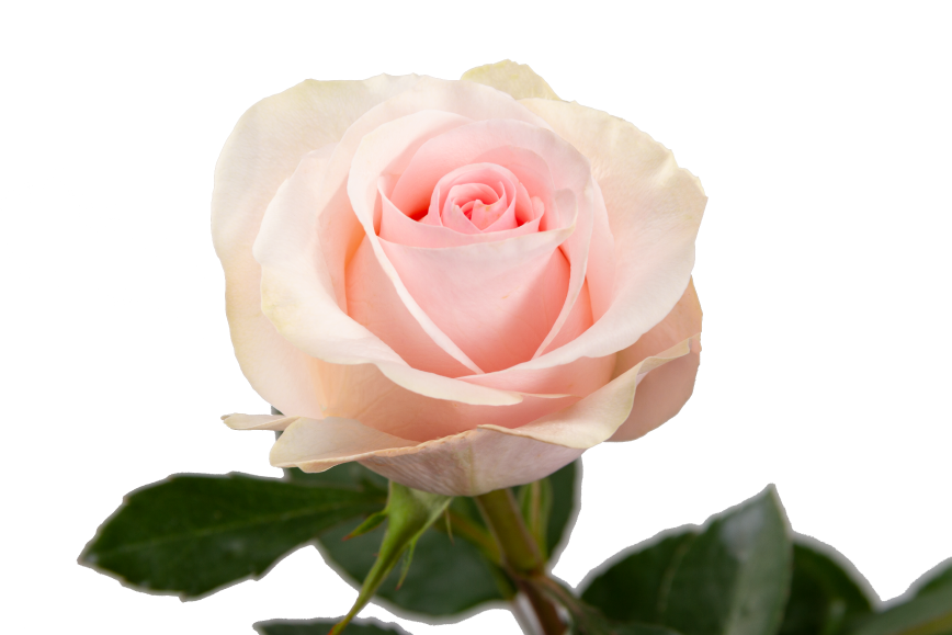 Novia Rose, wholesale light pink roses