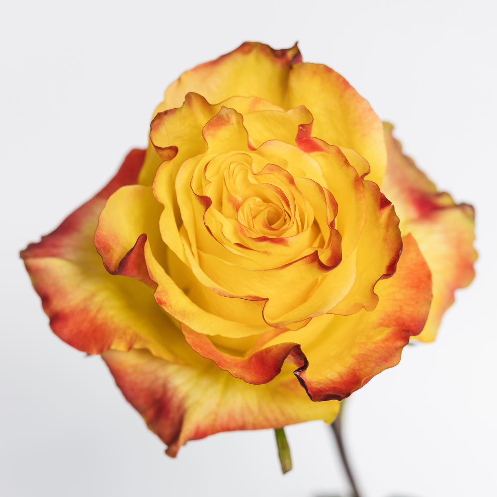 New Flash — wholesale roses