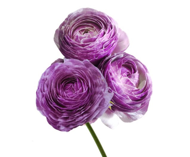 Nonno Antonio Ranunculus — wholesale