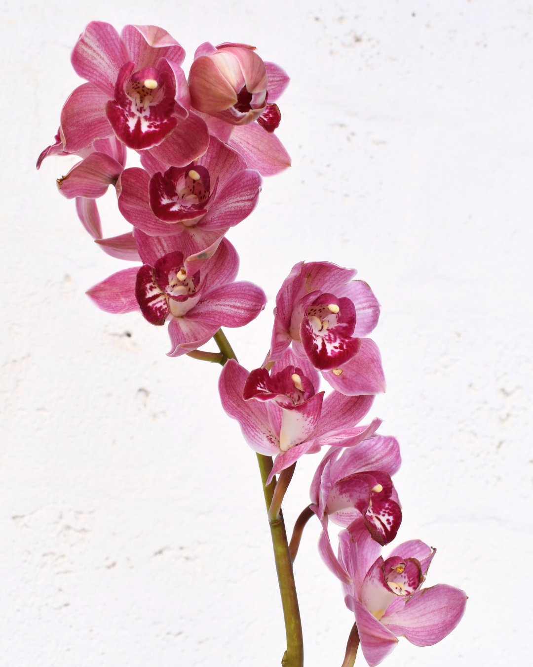 Orchid Pink — wholesale
