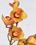 Orchid Yellow — wholesale